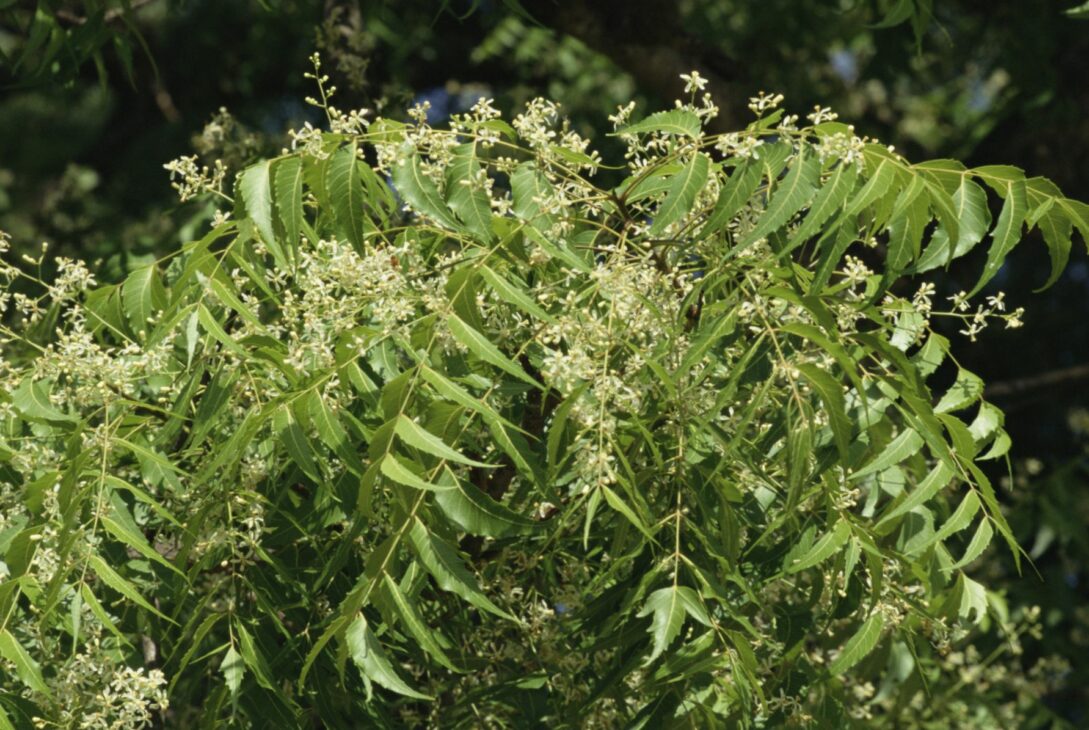 Neem And Its Benefits