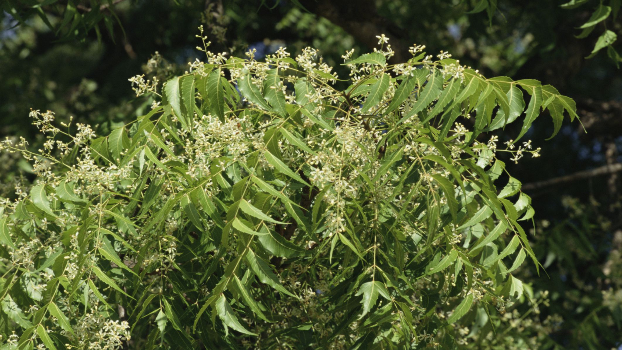 Neem And Its Benefits